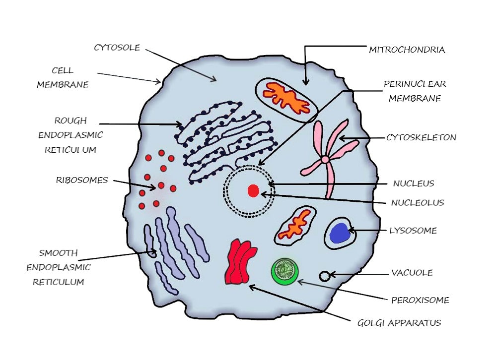 Cell