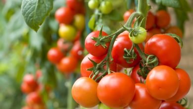 Common Tomato Varieties