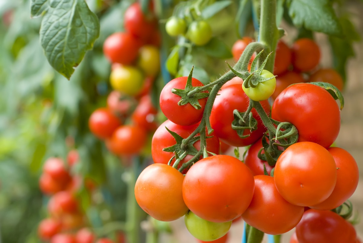 Common Tomato Varieties